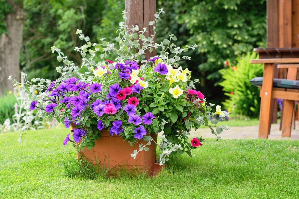 Varieties of hanging petunias and surfinia flowers a summer garden pot.