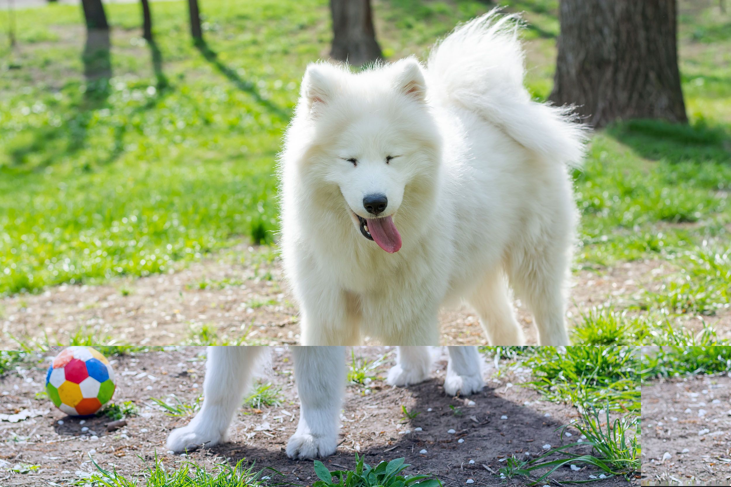 White Samoyed dog plays with a multi-colored ball in the park on the grass in spring